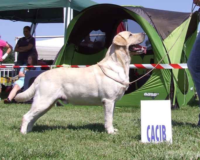 labrador, novinky 2010 Queens joy